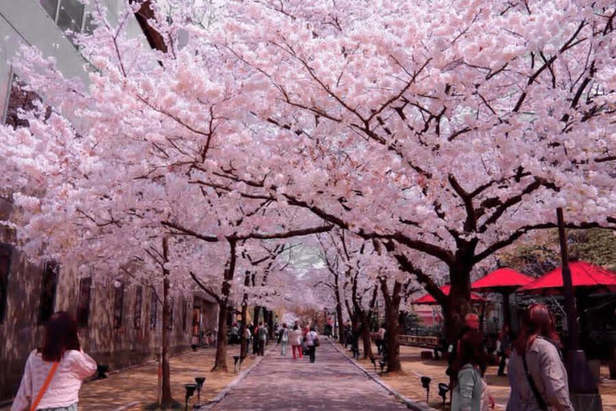 Văn Hóa Nhật Bản - Ngắm hoa anh đào Hanami