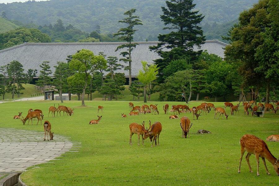 Địa Điểm Check-In Tại Nhật Bản - Nara - Công viên Nara